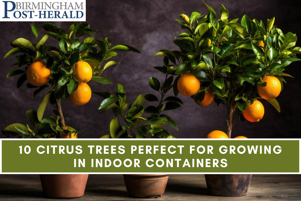 10 Citrus Trees Perfect For Growing In Indoor Containers