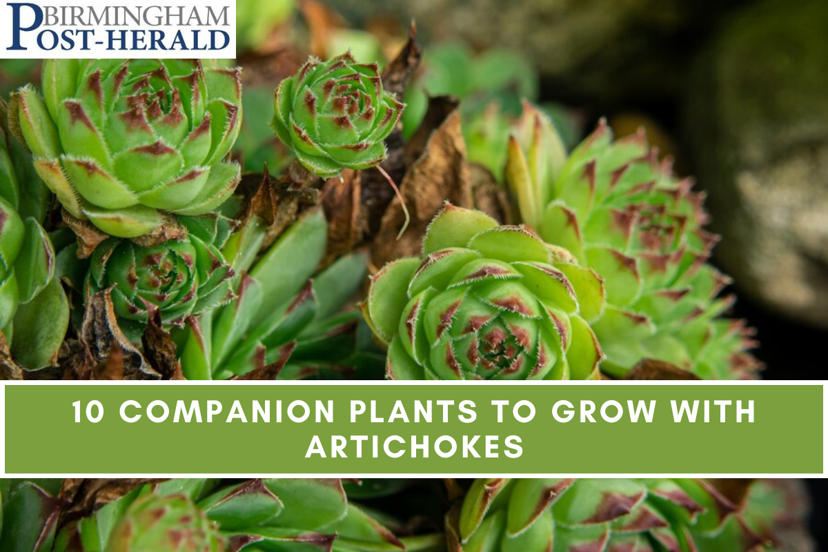 10 Companion Plants to Grow with Artichokes