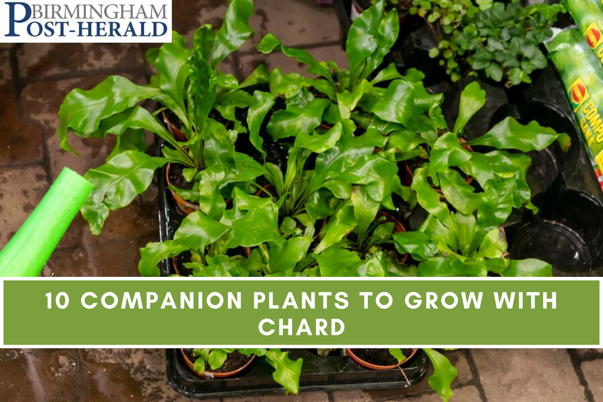 10 Companion Plants to Grow with Chard