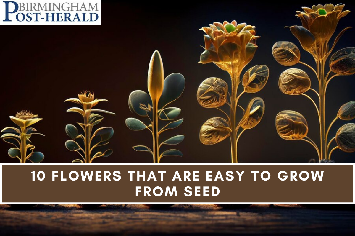 10 Flowers That Are Easy to Grow From Seed