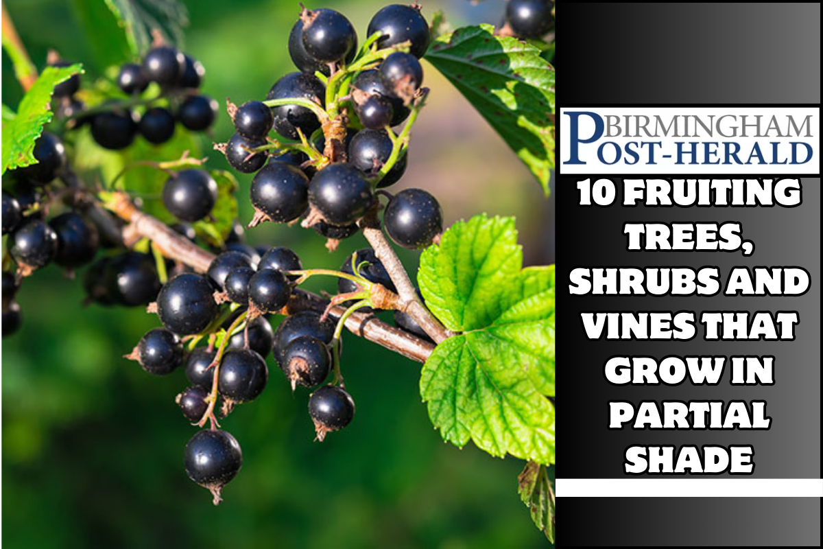 10 Fruiting Trees, Shrubs and Vines That Grow in Partial Shade