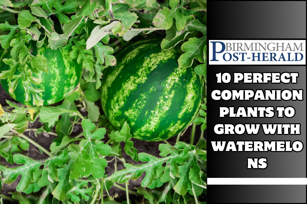 10 Perfect Companion Plants to Grow With Watermelons