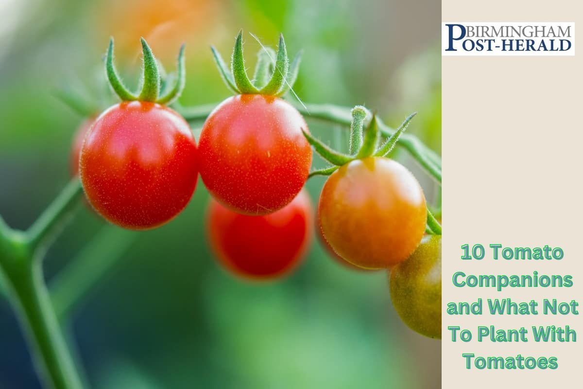 10 Tomato Companions and What Not To Plant With Tomatoes