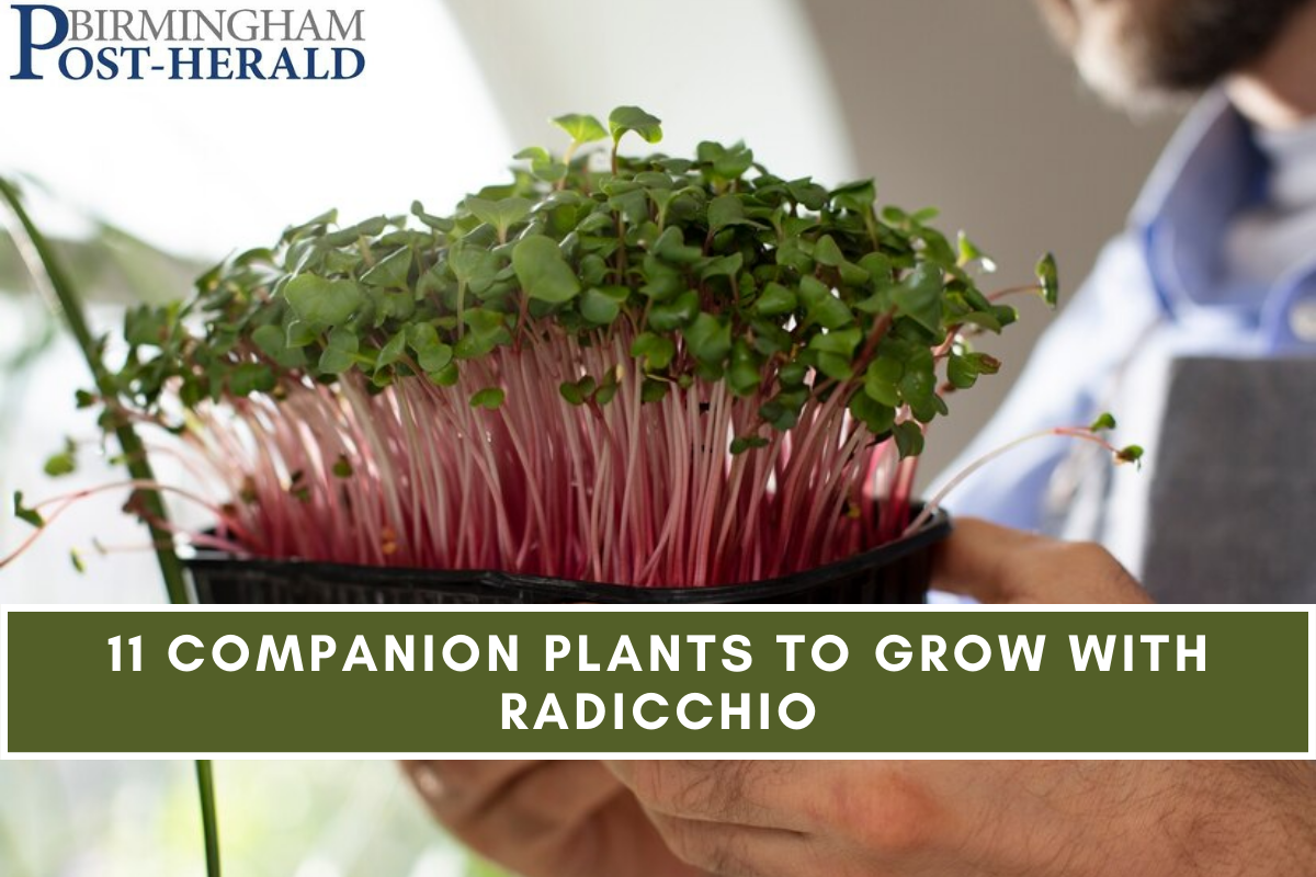 11 Companion Plants to Grow with Radicchio
