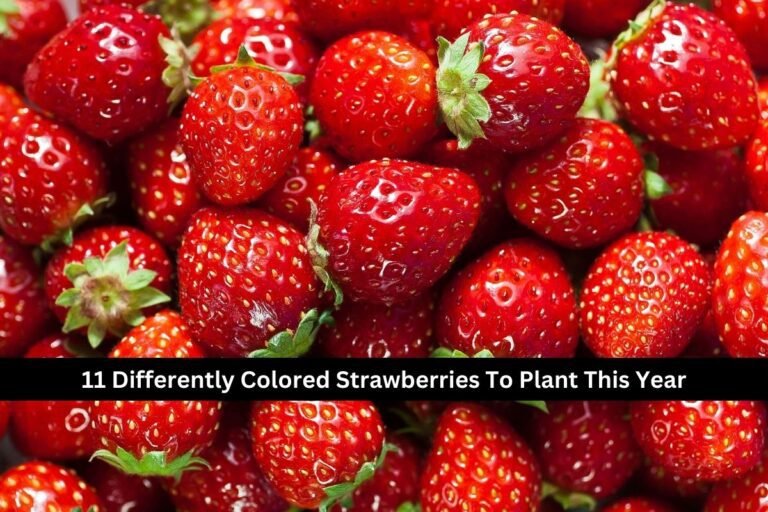11 Differently Colored Strawberries To Plant This Year
