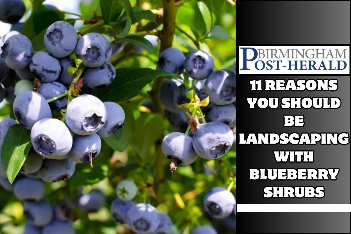 11 Reasons You Should Be Landscaping With Blueberry Shrubs