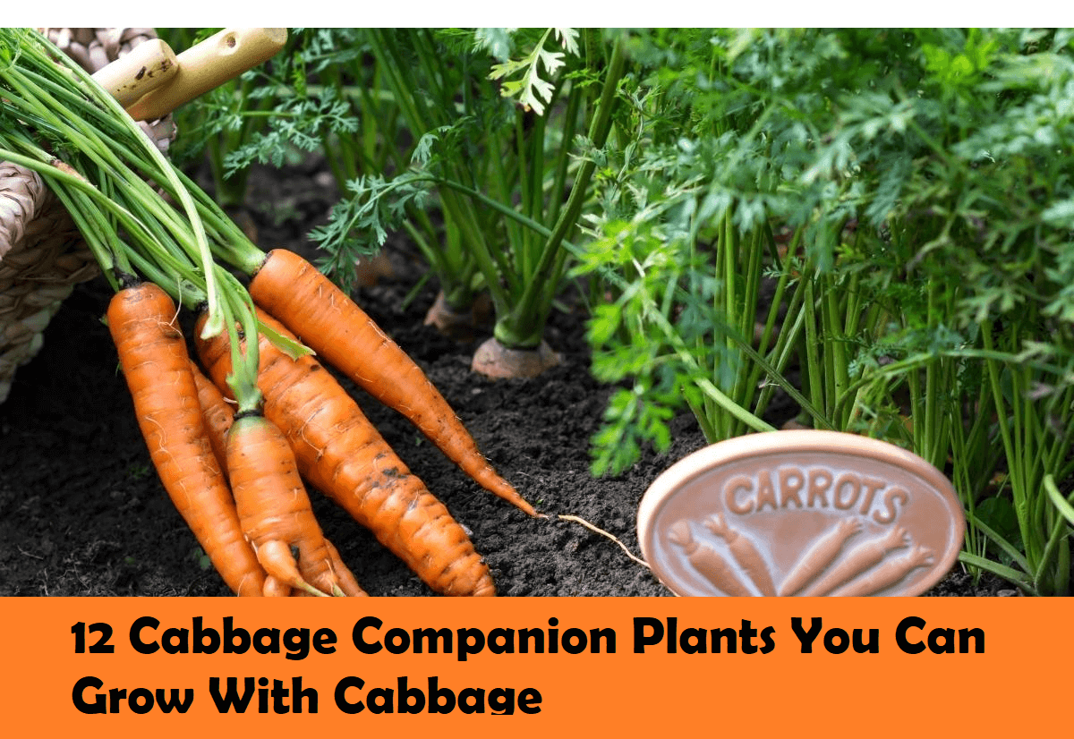 12 Cabbage Companion Plants You Can Grow With Cabbage