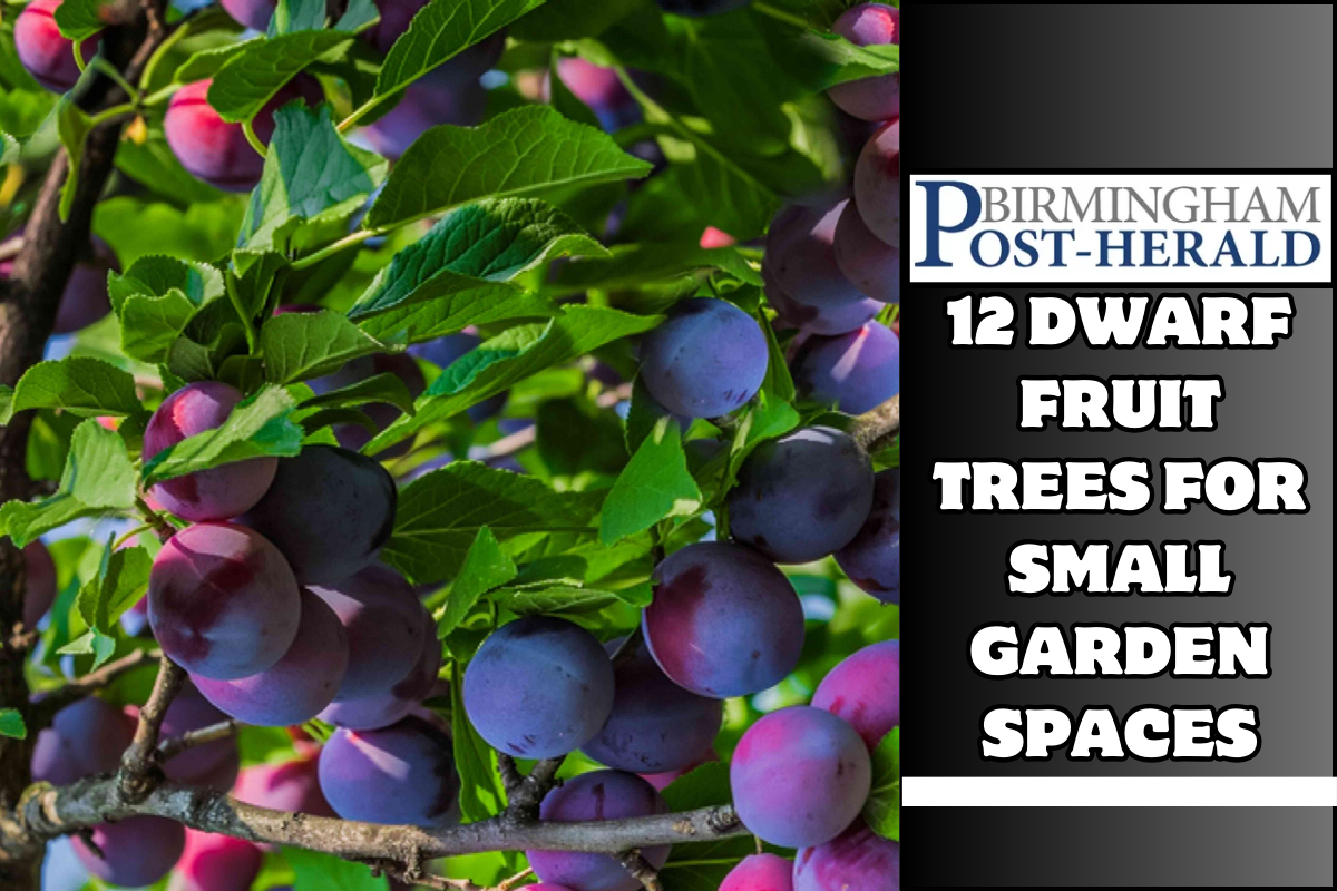 12 Dwarf Fruit Trees For Small Garden Spaces