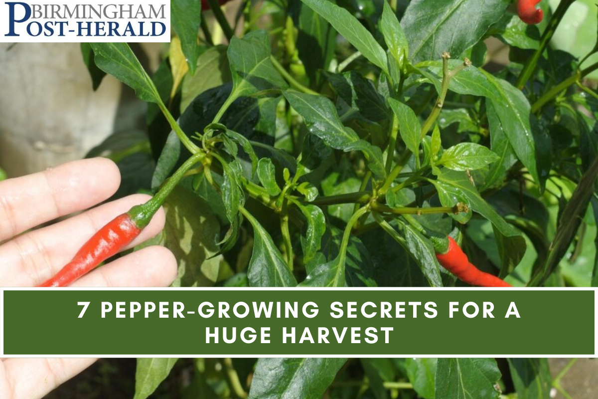 7 Pepper-Growing Secrets For a Huge Harvest
