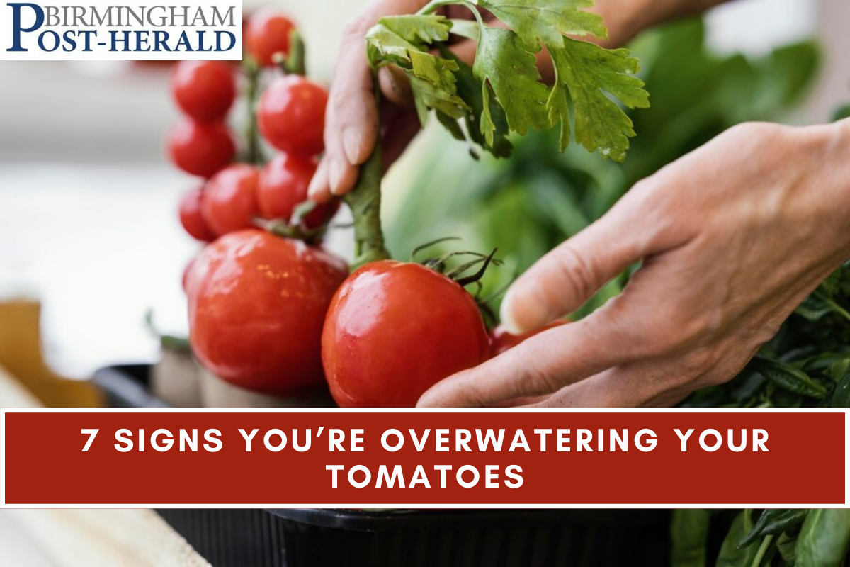 7 Signs You’re Overwatering Your Tomatoes