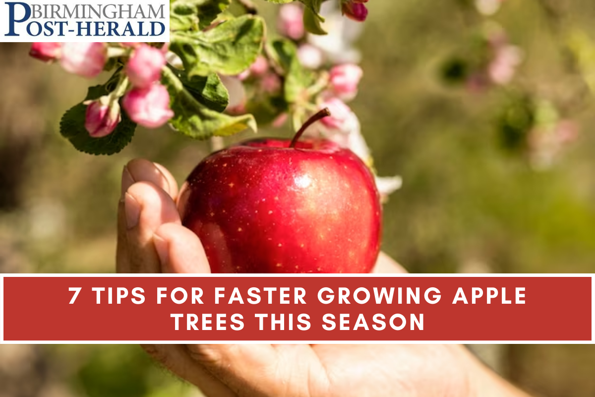 7 Tips For Faster Growing Apple Trees This Season