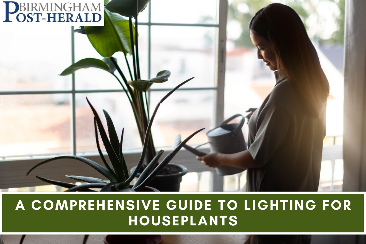 A Comprehensive Guide to Lighting For Houseplants