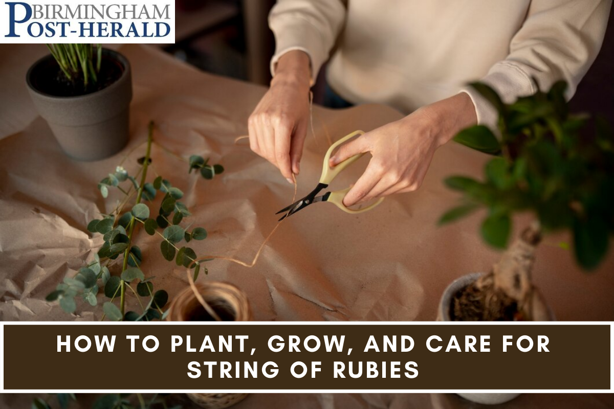 How to Plant, Grow, and Care For String of Rubies