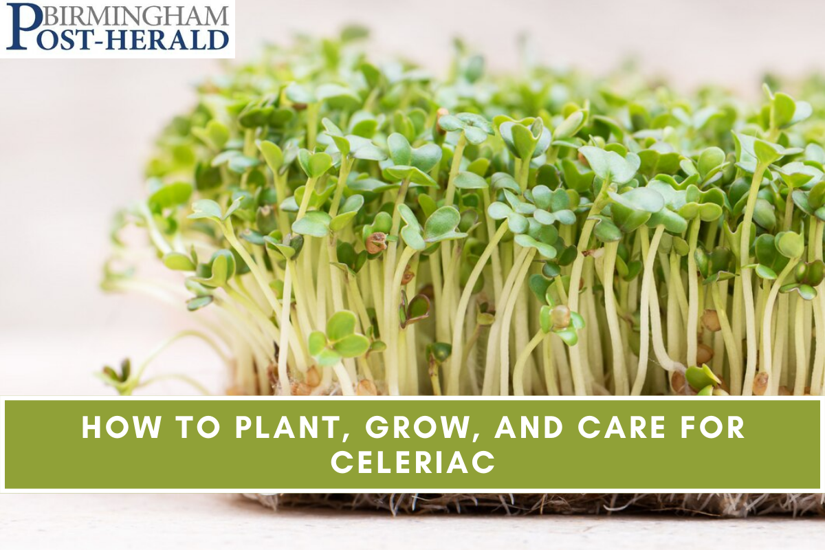 How to Plant, Grow, and Care for Celeriac