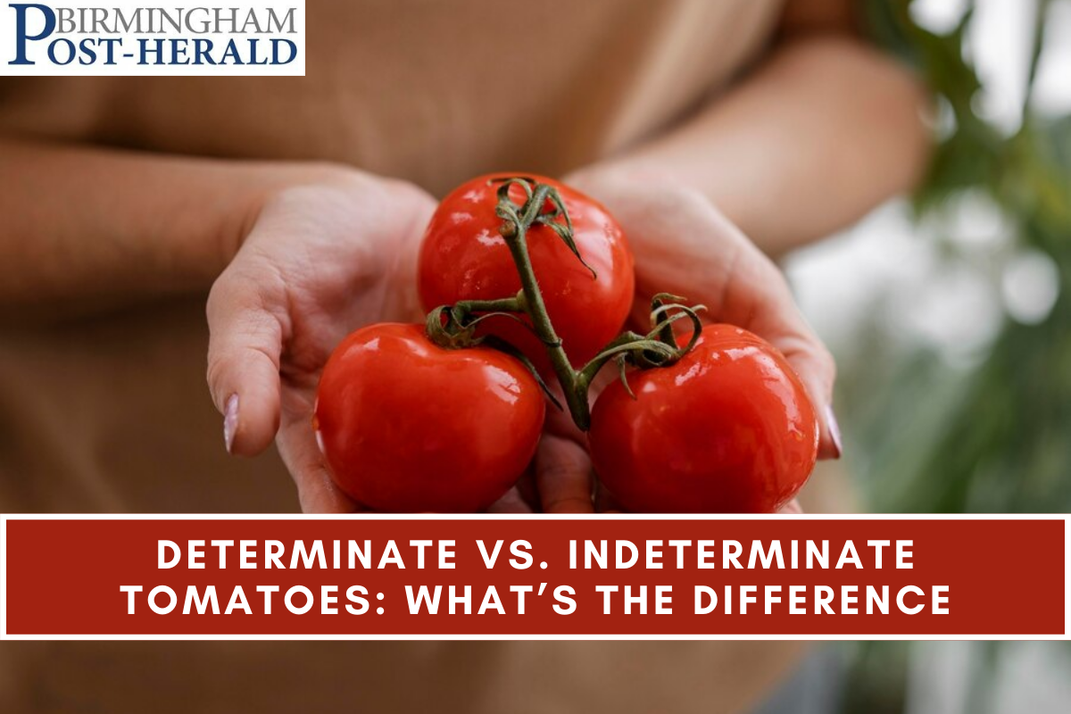 Determinate Vs. Indeterminate Tomatoes: What’s The Difference?
