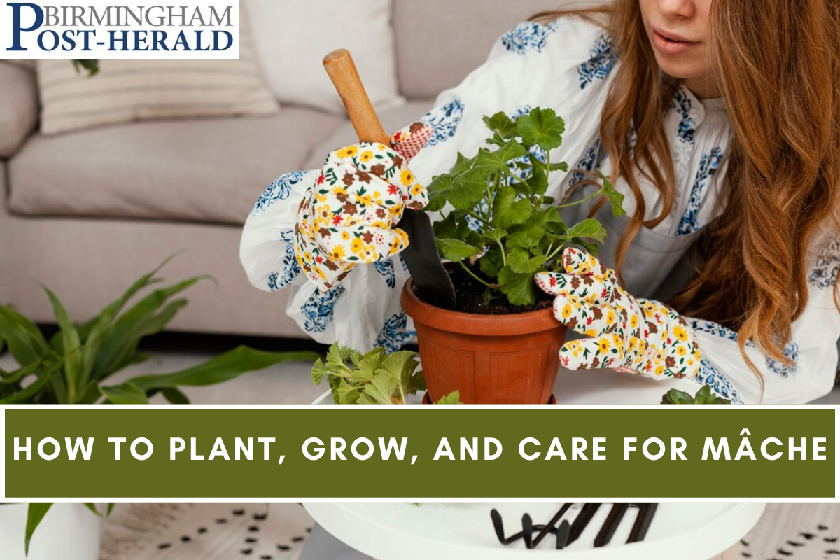 How to Plant, Grow, and Care For Mâche