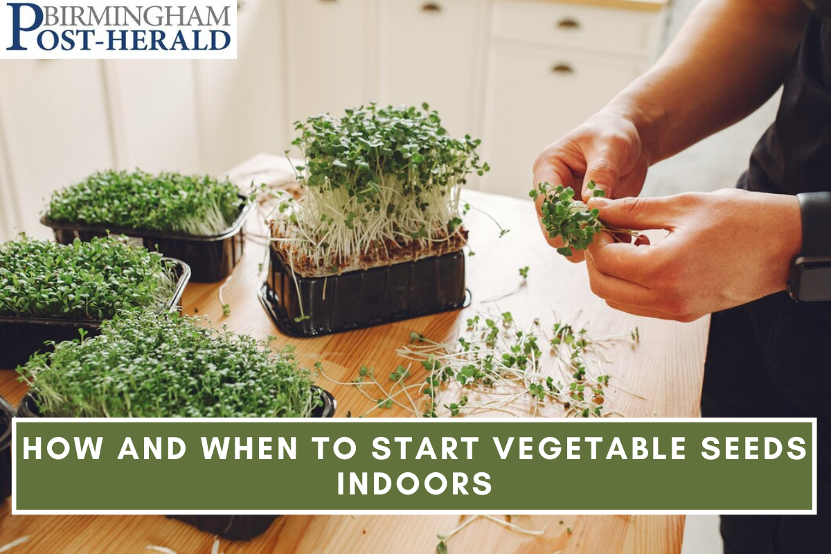 How and When to Start Vegetable Seeds Indoors