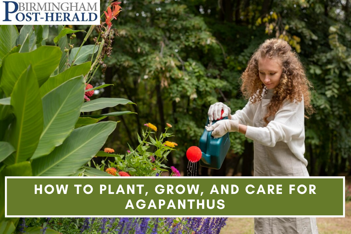 How to Plant, Grow, and Care for Agapanthus