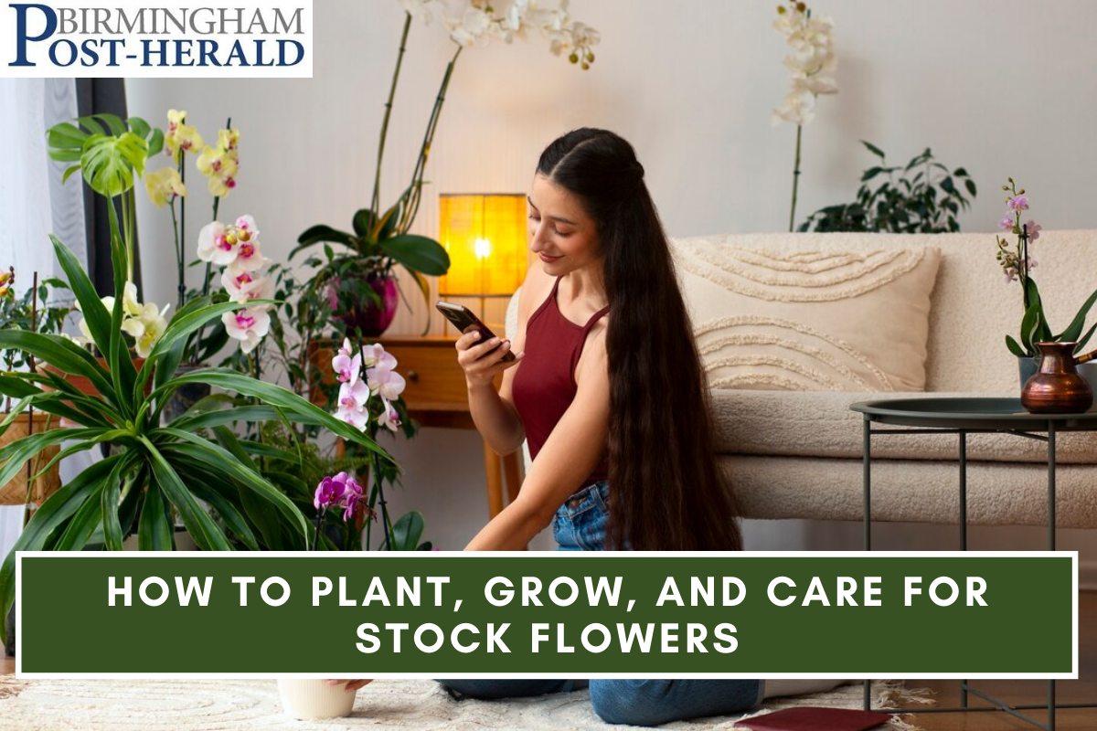 How to Plant, Grow, and Care for Stock Flowers