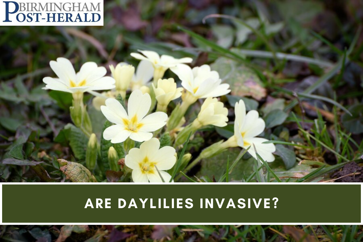 Are Daylilies Invasive