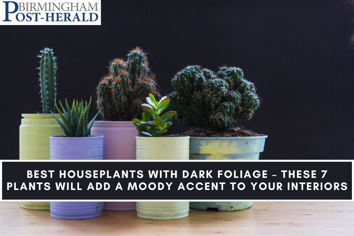 Best Houseplants With Dark Foliage – These 7 Plants Will Add A Moody Accent To Your Interiors