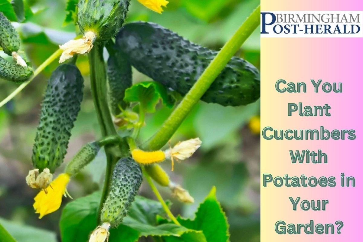Can You Plant Cucumbers With Potatoes in Your Garden