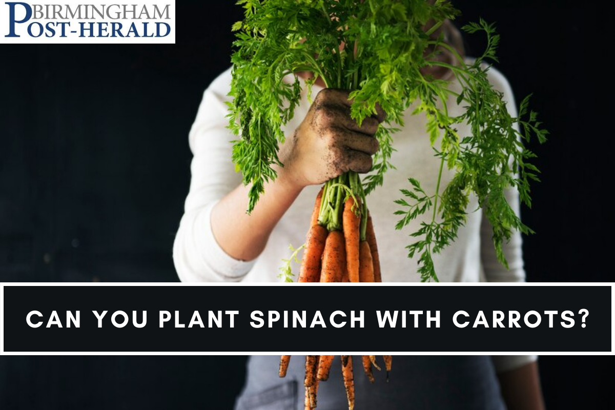 Can You Plant Spinach With Carrots