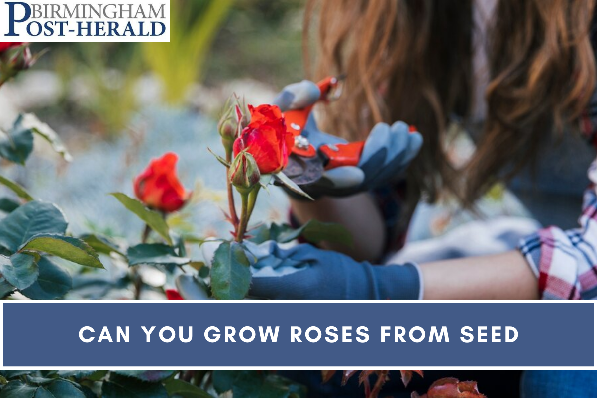 Can you Grow Roses from Seed