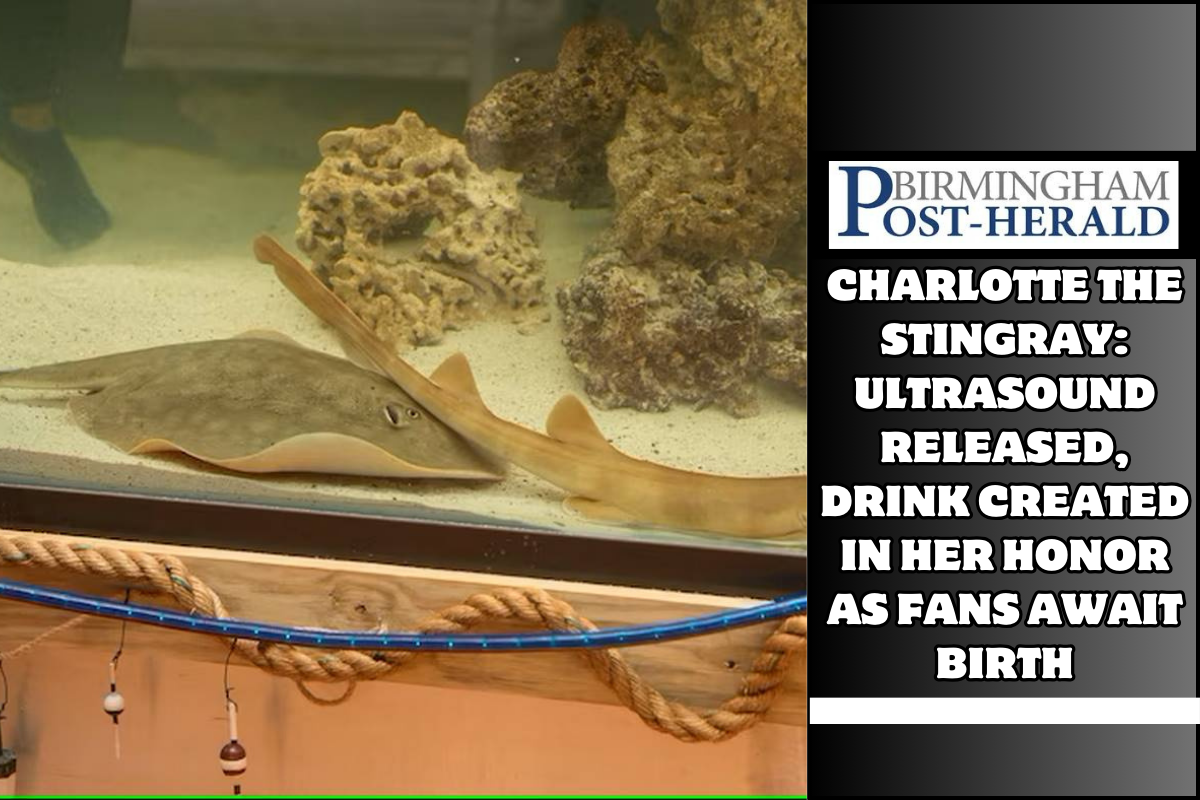Charlotte the stingray: Ultrasound released, drink created in her honor as fans await birth