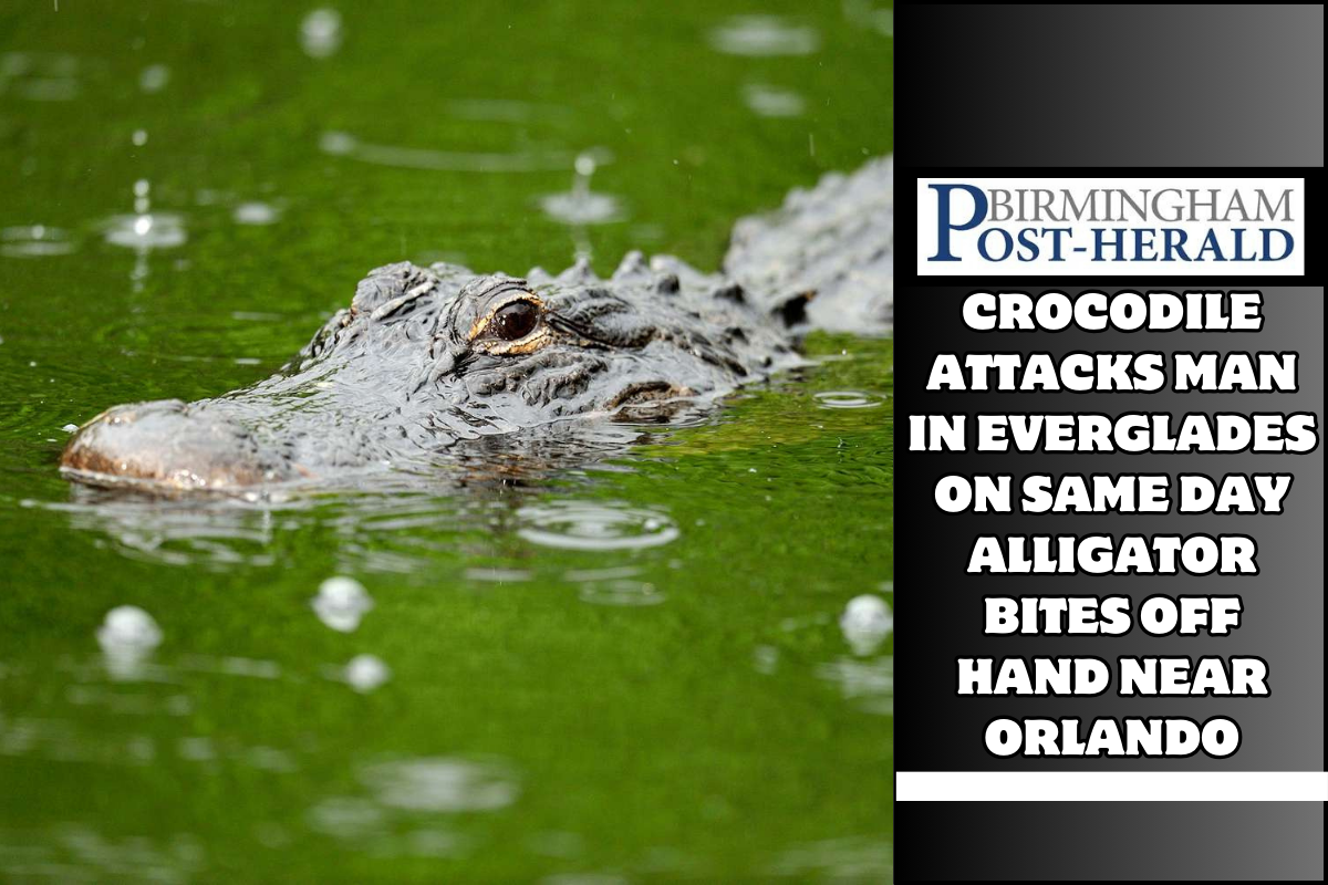 Crocodile attacks man in Everglades on same day alligator bites off hand near Orlando