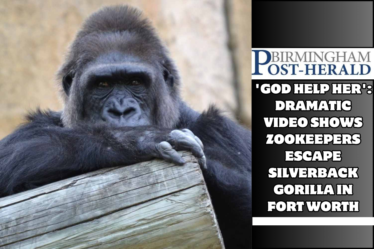 'God help her': Dramatic video shows zookeepers escape silverback gorilla in Fort Worth