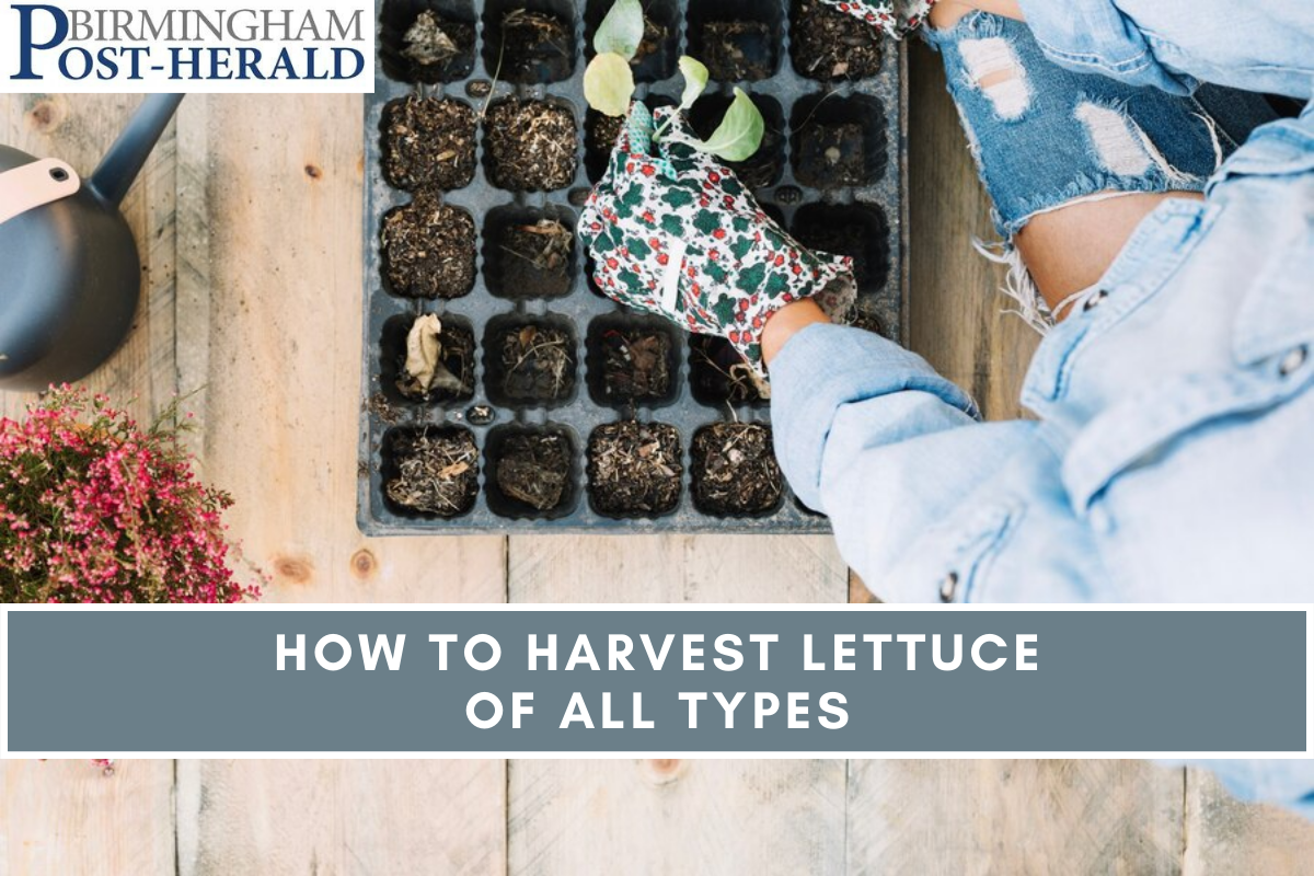 How To Harvest Lettuce Of All Types