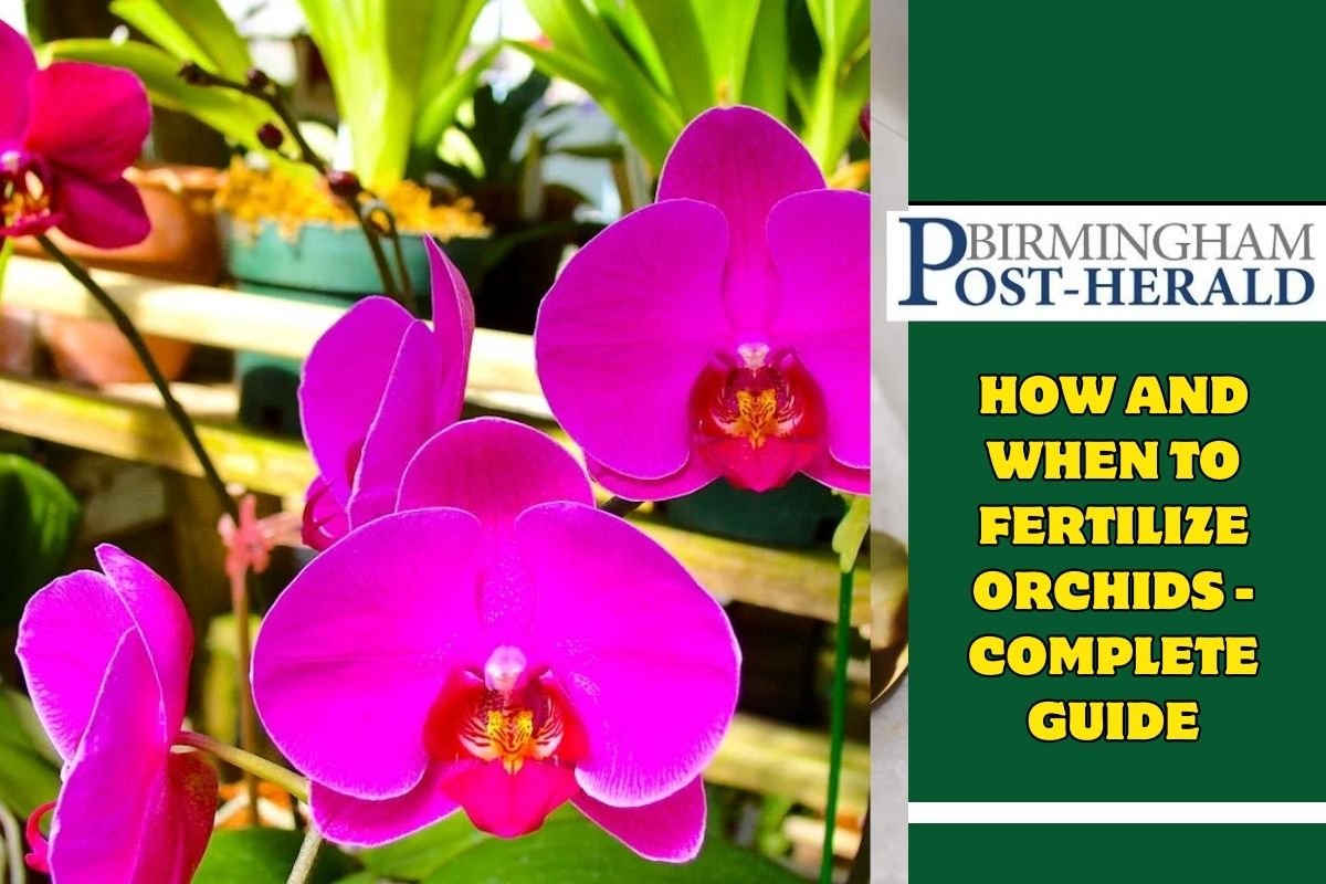 How and When To Fertilize Orchids - Complete Guide