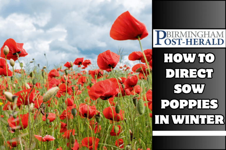 How to Direct Sow Poppies in Winter