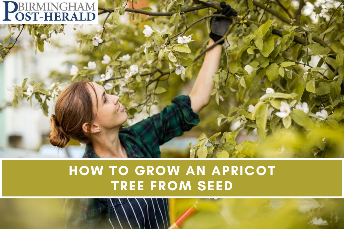 How to Grow an Apricot Tree from Seed