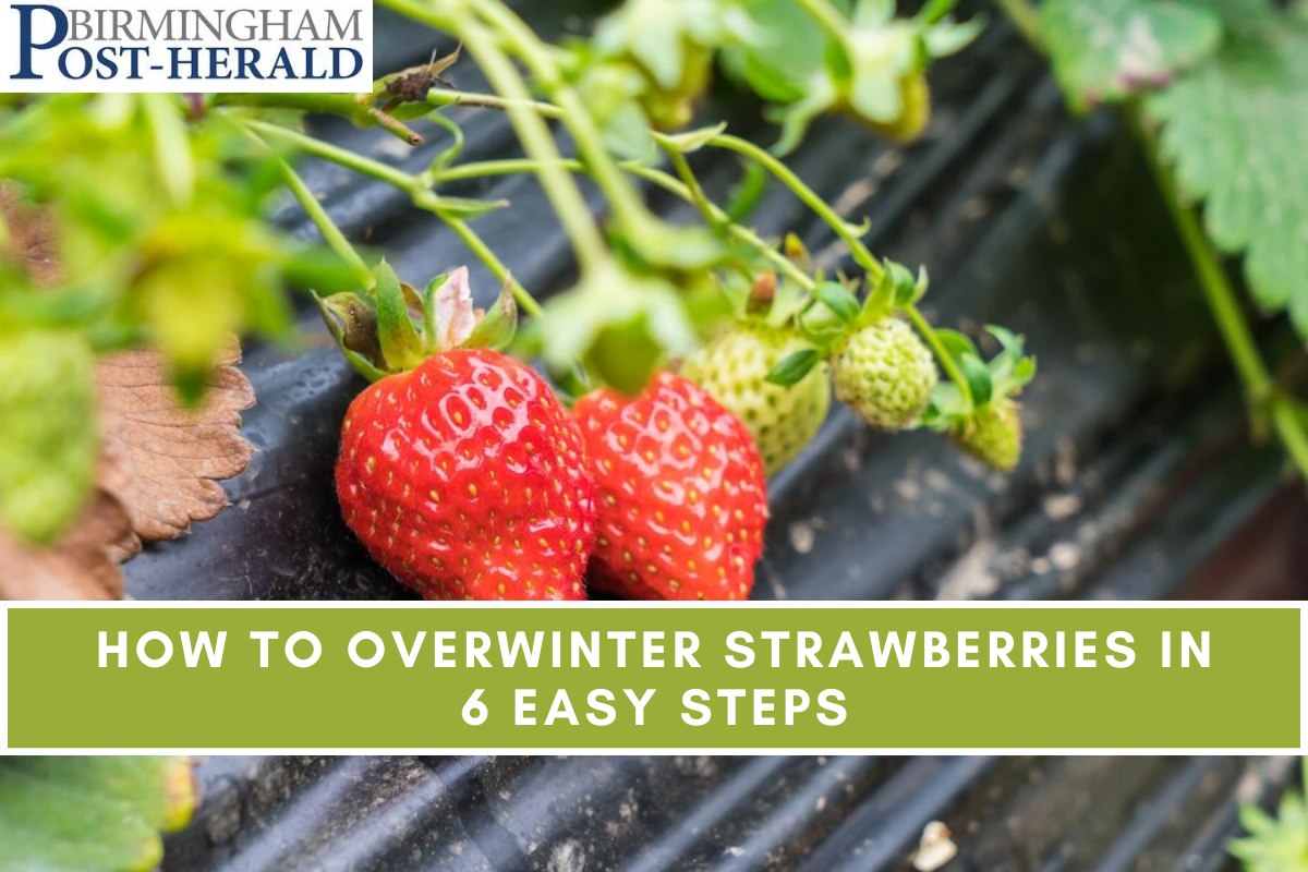 How to Overwinter Strawberries in 6 Easy Steps