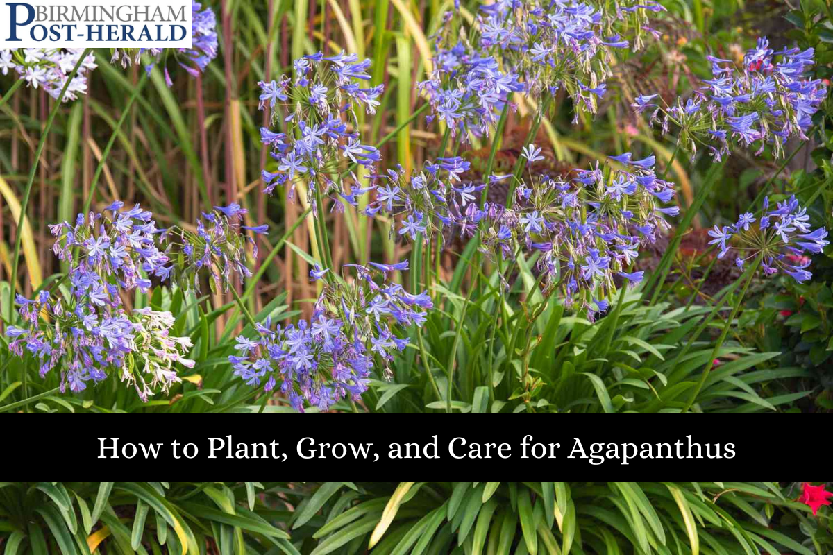 How to Plant, Grow, and Care for Agapanthus - Birmingham Post Herald