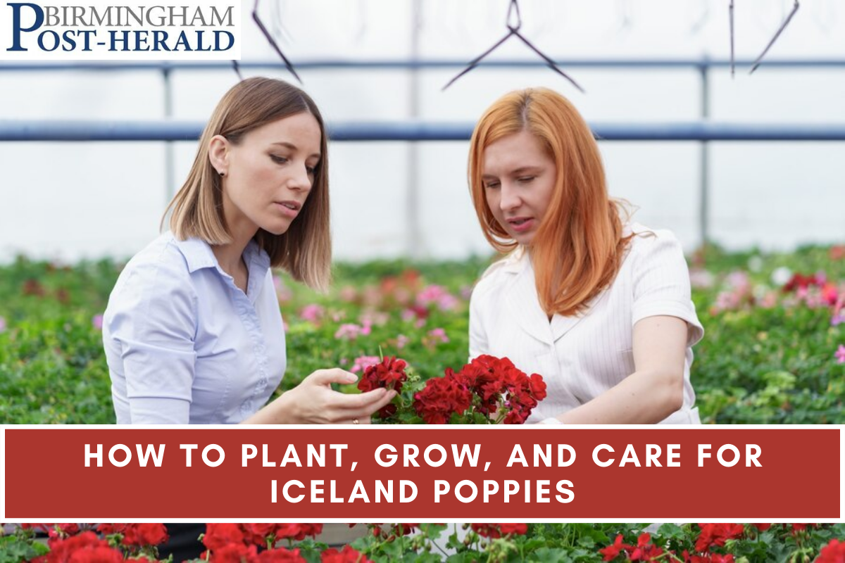 How to Plant, Grow, and Care for Iceland Poppies