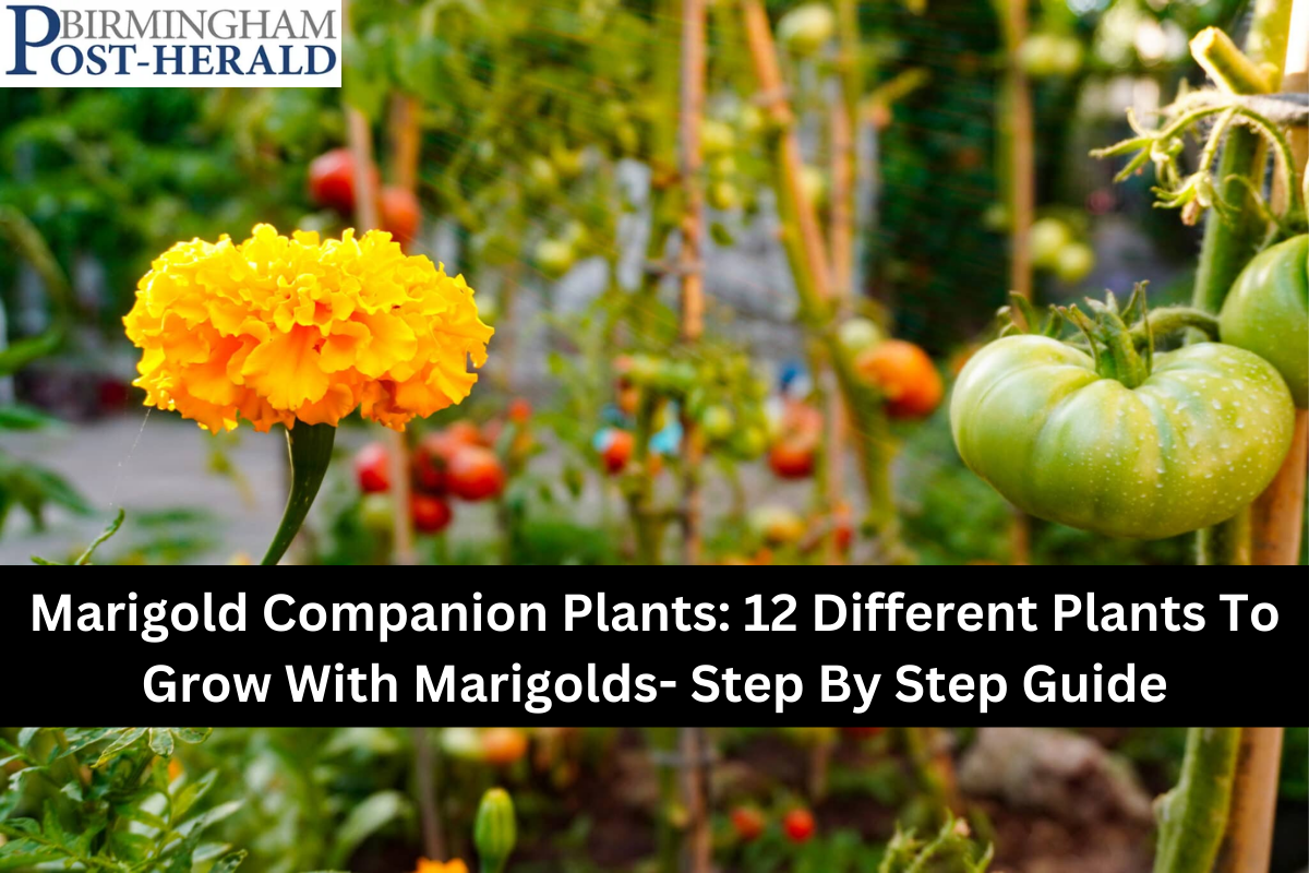 Marigold Companion Plants: 12 Different Plants To Grow With Marigolds- Step By Step Guide