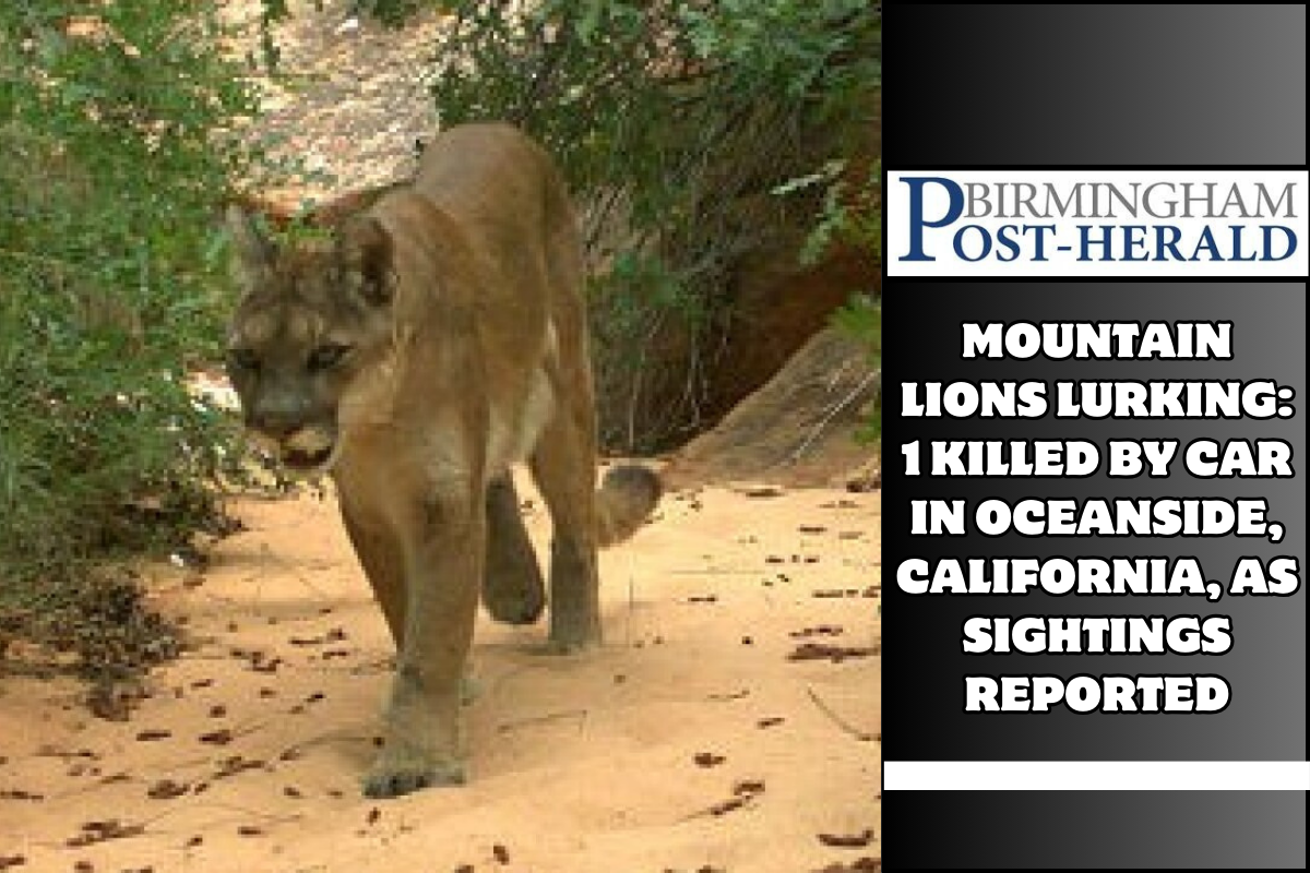 Mountain lions lurking: 1 killed by car in Oceanside, California, as sightings reported