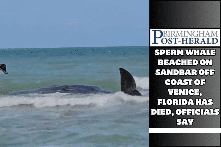 Sperm whale beached on sandbar off coast of Venice, Florida has died, officials say