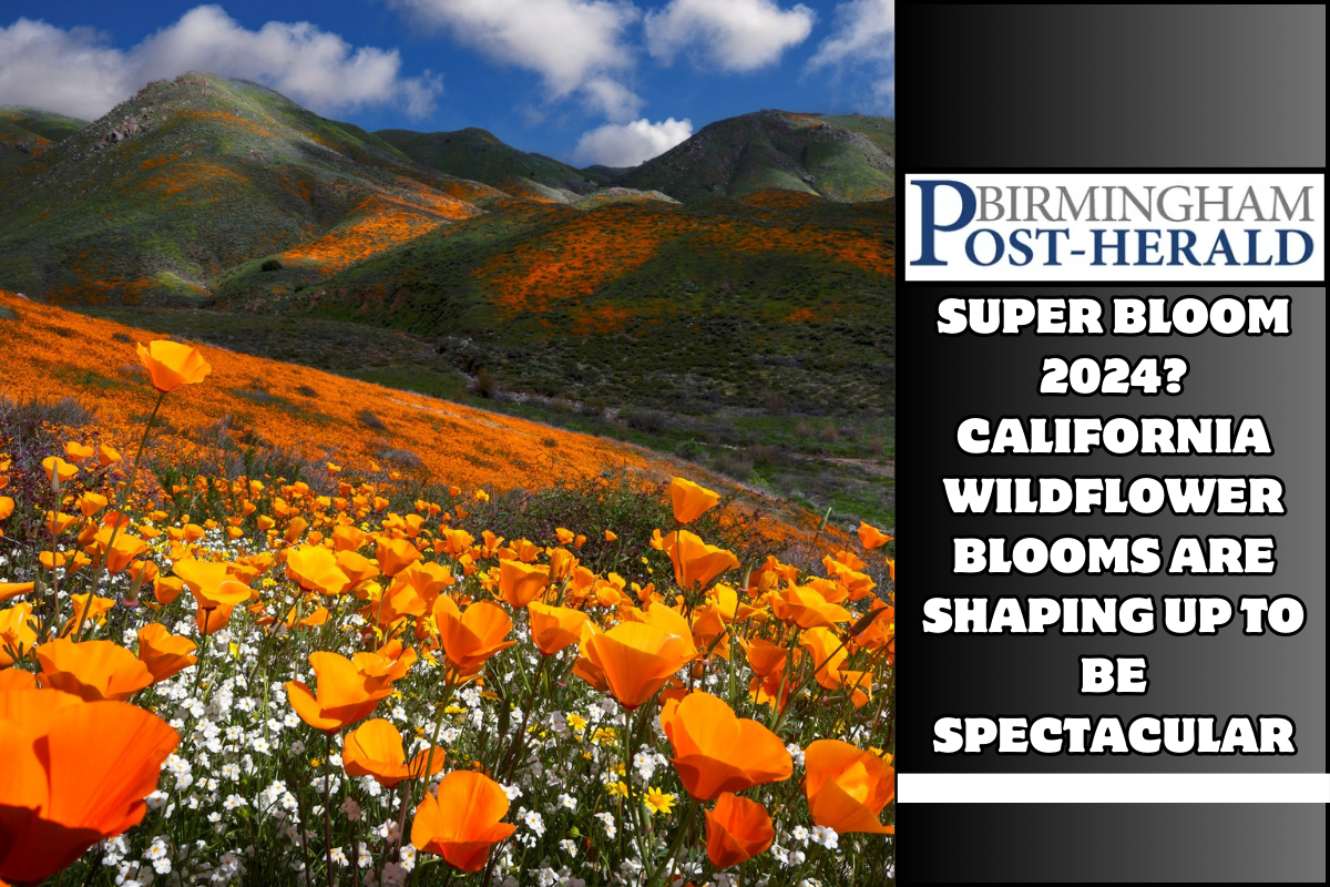 Super bloom 2024? California wildflower blooms are shaping up to be spectacular